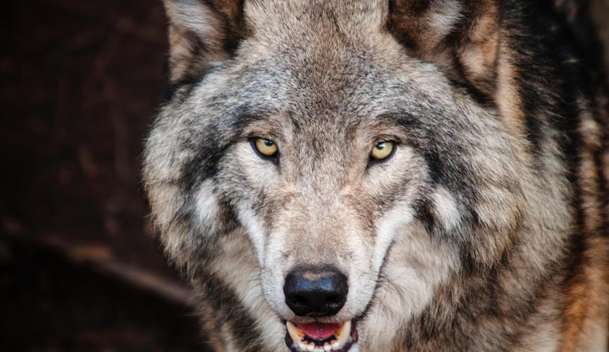 3-to-1 Positivity Ratio: Stop feeding the bad wolf - Andrea Bahamondes